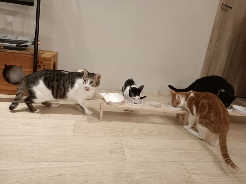 板橋新埔站【貓欸Camulet】主題餐廳推薦-貓迷們請尖叫X