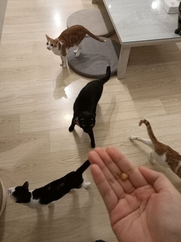 板橋新埔站【貓欸Camulet】主題餐廳推薦-貓迷們請尖叫X