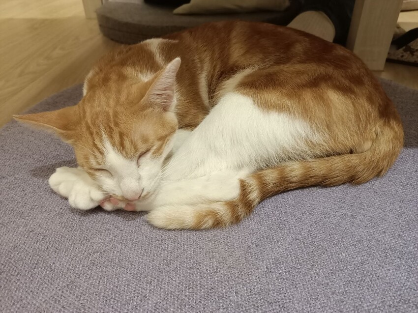 板橋新埔站【貓欸Camulet】主題餐廳推薦-貓迷們請尖叫X