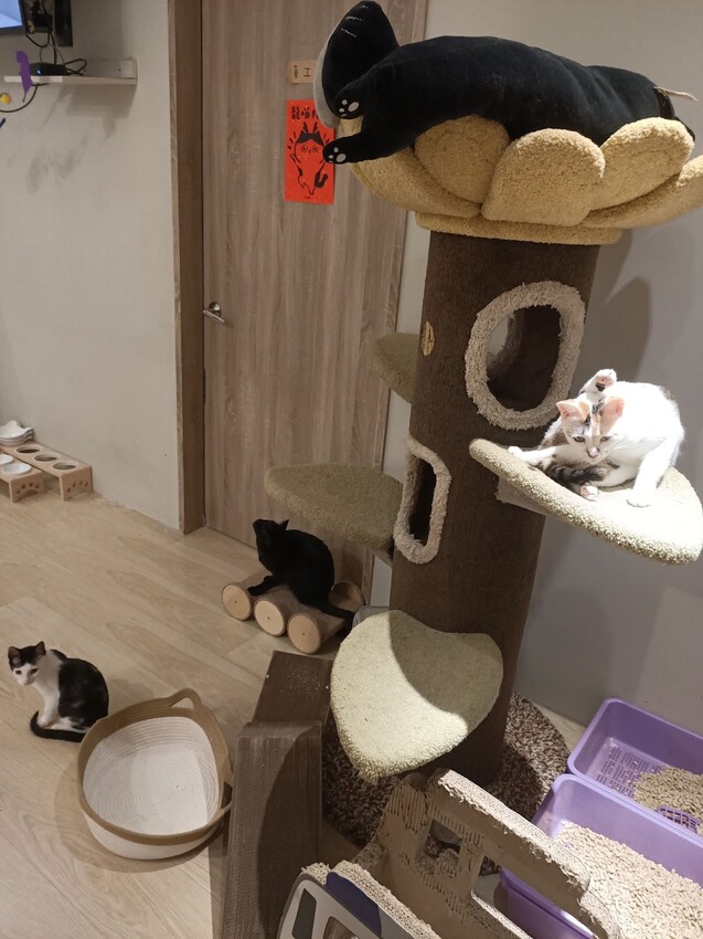 板橋新埔站【貓欸Camulet】主題餐廳推薦-貓迷們請尖叫X