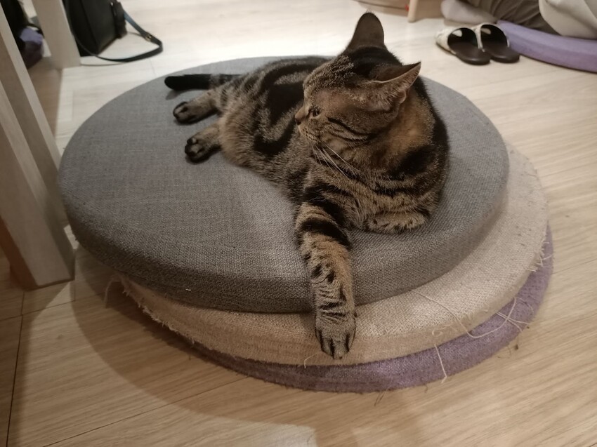 板橋新埔站【貓欸Camulet】主題餐廳推薦-貓迷們請尖叫X