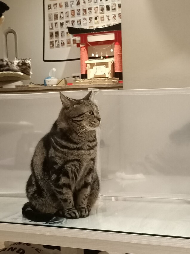 板橋新埔站【貓欸Camulet】主題餐廳推薦-貓迷們請尖叫X