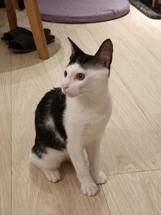 板橋新埔站【貓欸Camulet】主題餐廳推薦-貓迷們請尖叫X