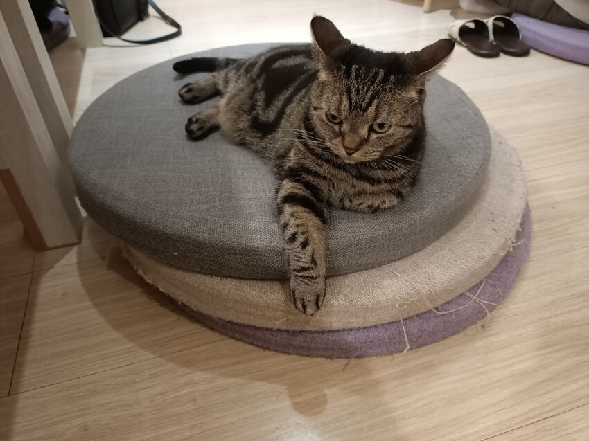 板橋新埔站【貓欸Camulet】主題餐廳推薦-貓迷們請尖叫X