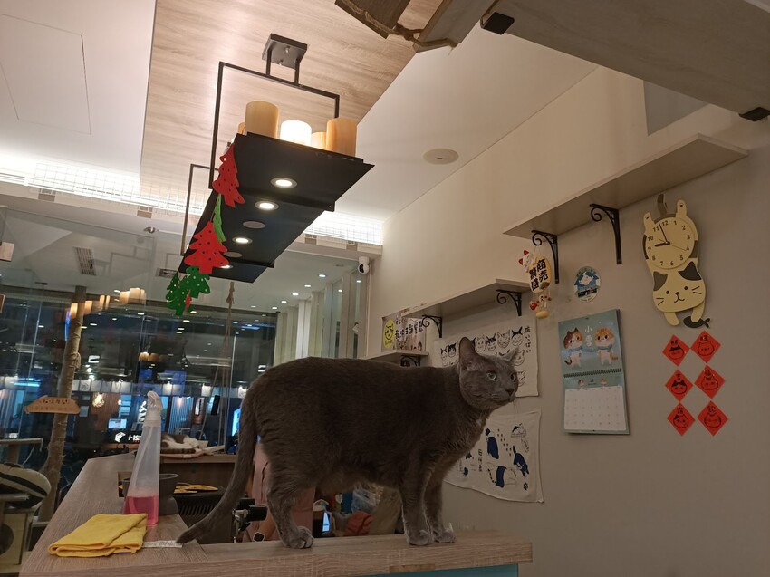 板橋新埔站【貓欸Camulet】主題餐廳推薦-貓迷們請尖叫X