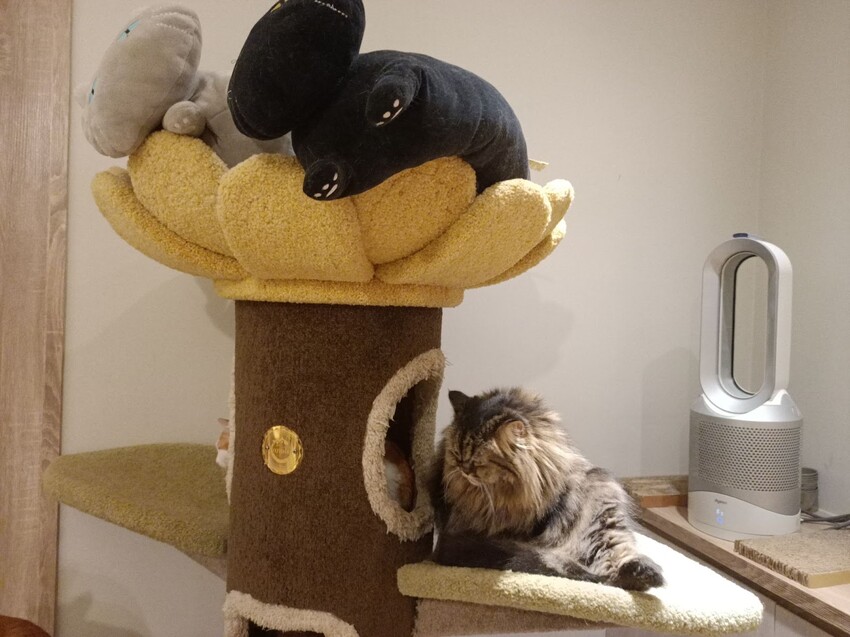 板橋新埔站【貓欸Camulet】主題餐廳推薦-貓迷們請尖叫X