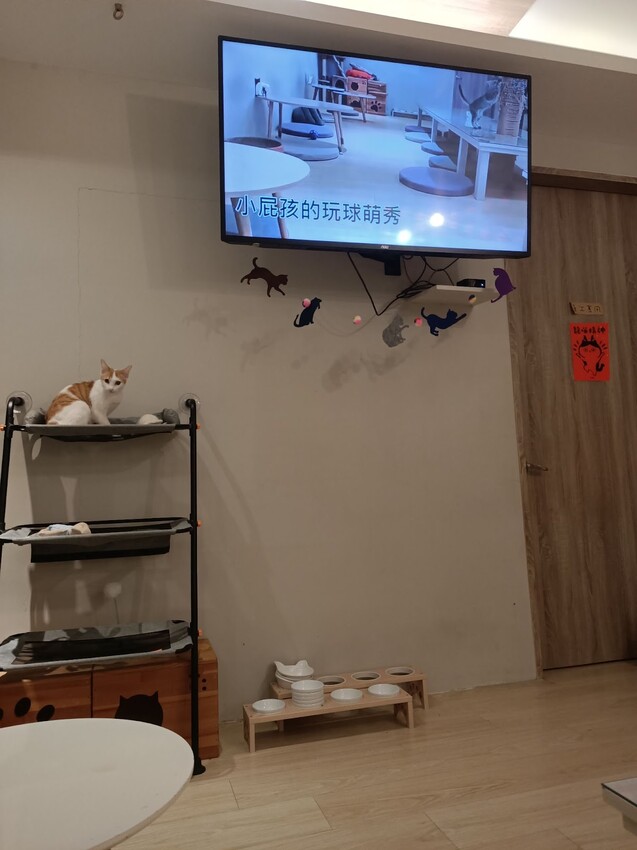 板橋新埔站【貓欸Camulet】主題餐廳推薦-貓迷們請尖叫X