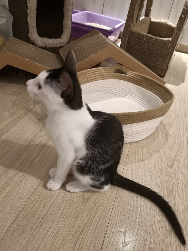 板橋新埔站【貓欸Camulet】主題餐廳推薦-貓迷們請尖叫X