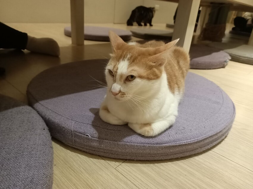 板橋新埔站【貓欸Camulet】主題餐廳推薦-貓迷們請尖叫X