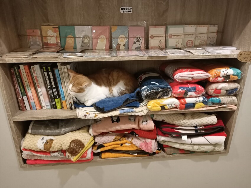 板橋新埔站【貓欸Camulet】主題餐廳推薦-貓迷們請尖叫X