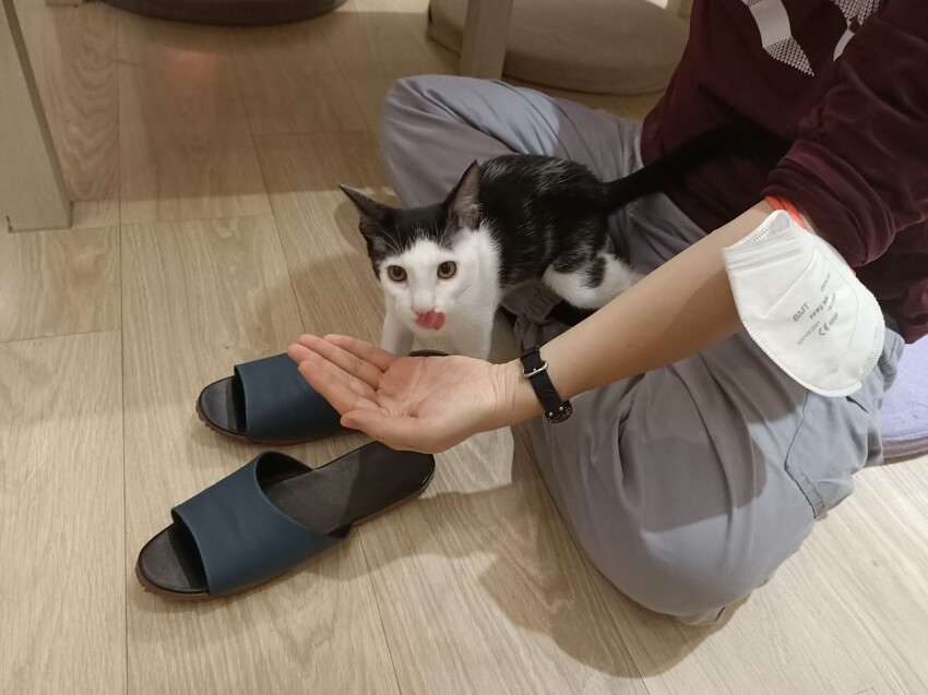 板橋新埔站【貓欸Camulet】主題餐廳推薦-貓迷們請尖叫X