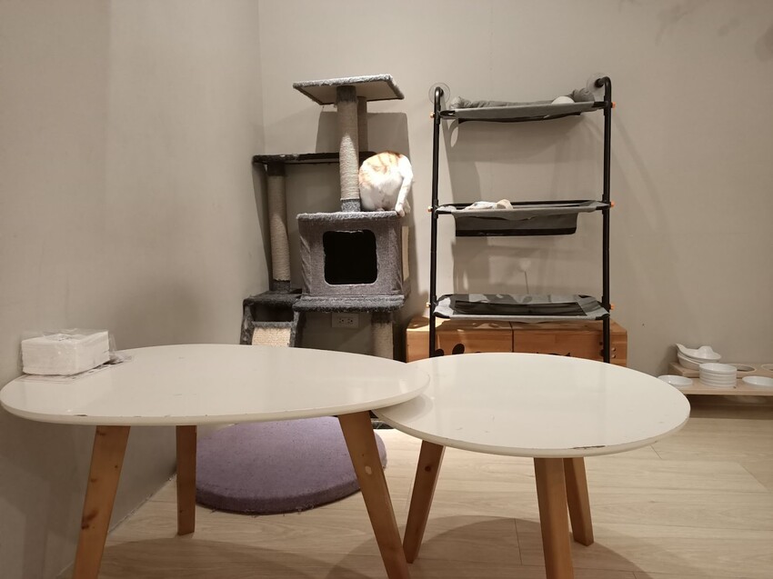 板橋新埔站【貓欸Camulet】主題餐廳推薦-貓迷們請尖叫X