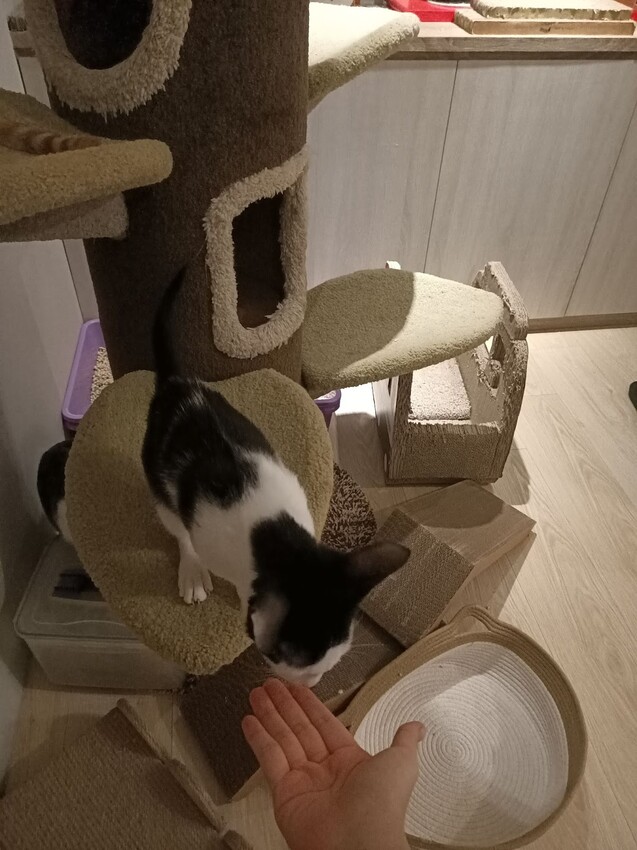 板橋新埔站【貓欸Camulet】主題餐廳推薦-貓迷們請尖叫X