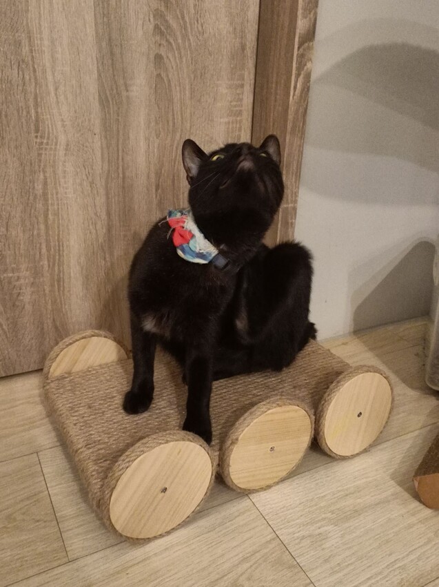 板橋新埔站【貓欸Camulet】主題餐廳推薦-貓迷們請尖叫X