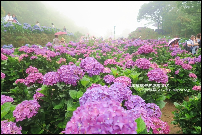 竹子湖繡球花35.JPG