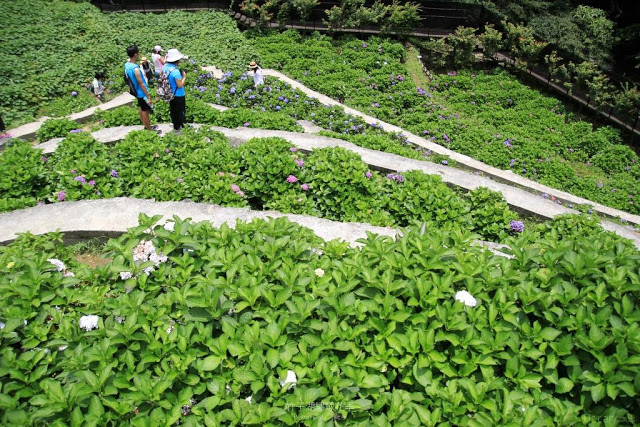 2017 繡球花季-15