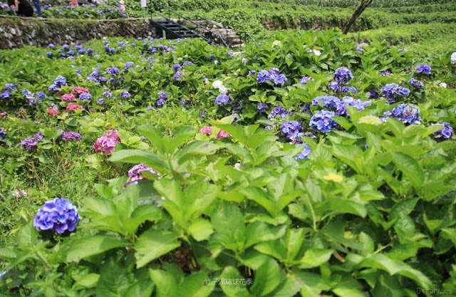 2017 繡球花季-40