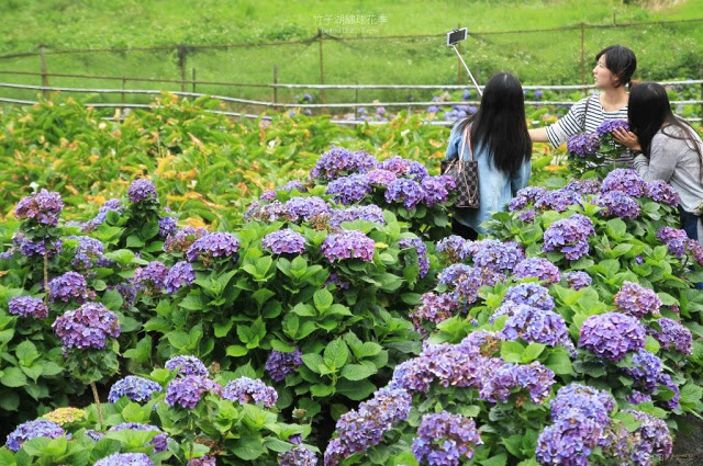 2017 繡球花季-28