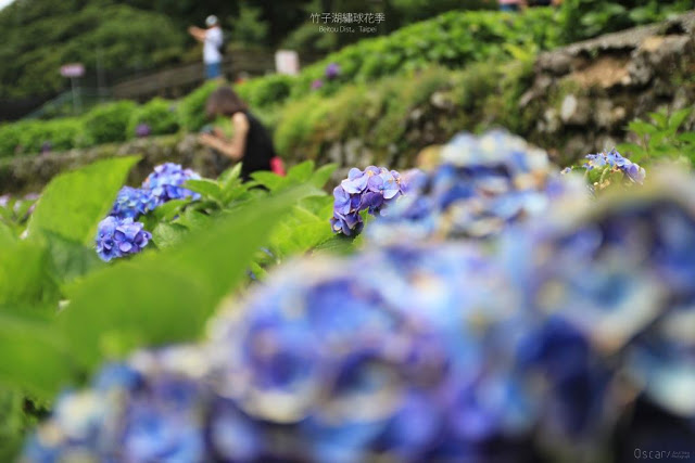 2017 繡球花季-17