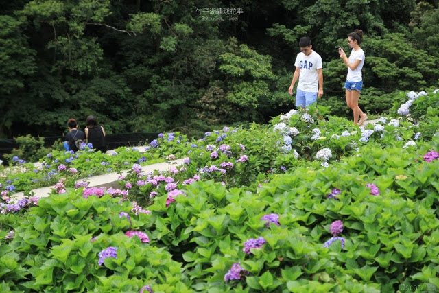 2017 繡球花季-22