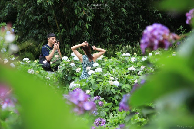 2017 繡球花季-12