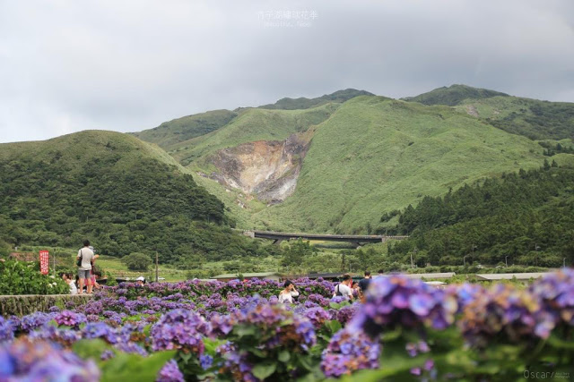 2017 繡球花季-34