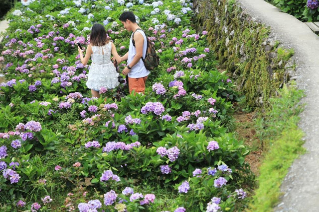 2017 繡球花季-23