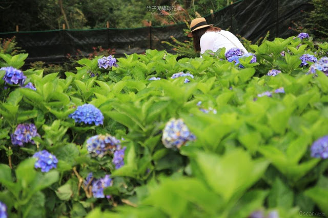 2017 繡球花季-18