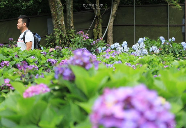 2017 繡球花季-10