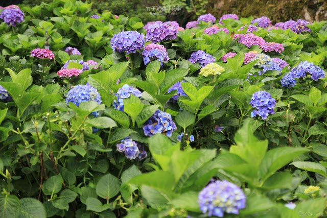 2017 繡球花季-41