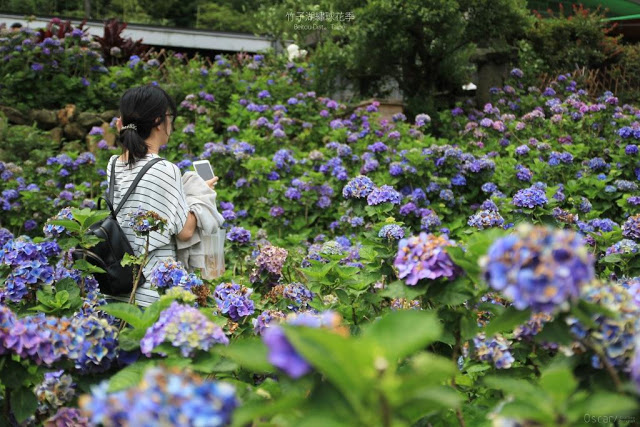 2017 繡球花季-33