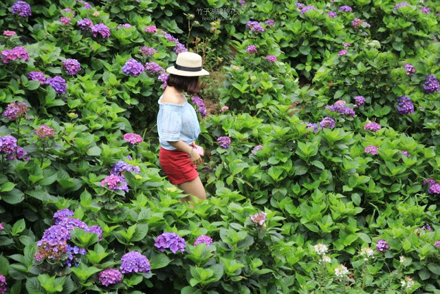 2017 繡球花季-38