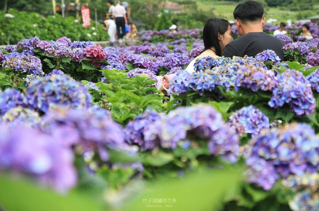 2017 繡球花季-32