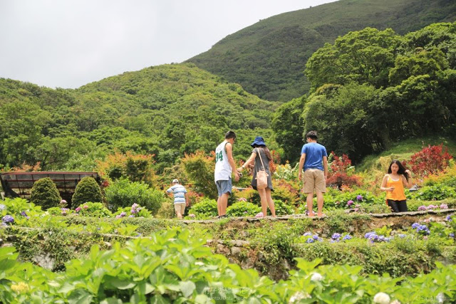 2017 繡球花季-21