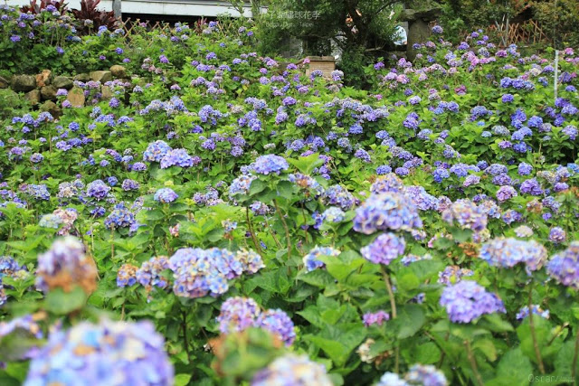 2017 繡球花季-44