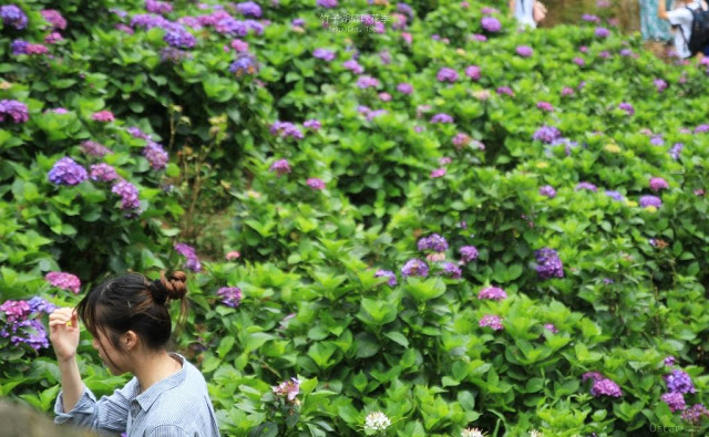 2017 繡球花季-39