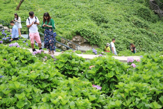 2017 繡球花季-25