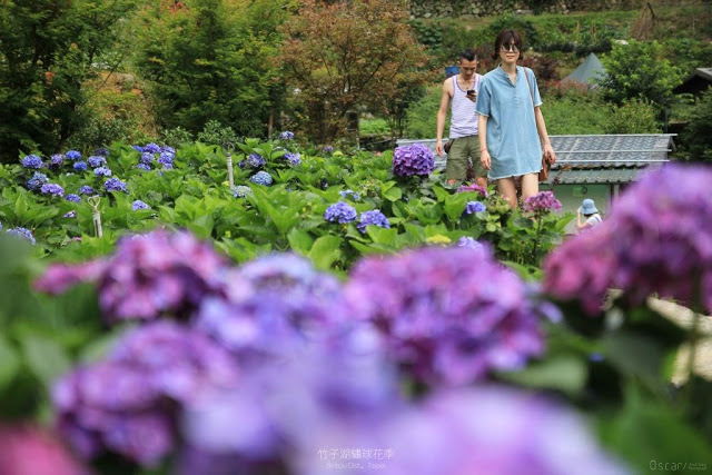 2017 繡球花季-26