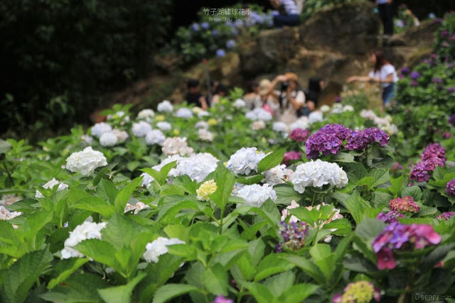 2017 繡球花季-37