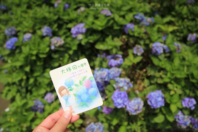 2017 繡球花季-14