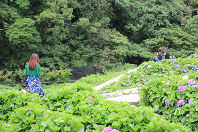 2017 繡球花季-42