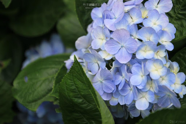 2017 繡球花季-35