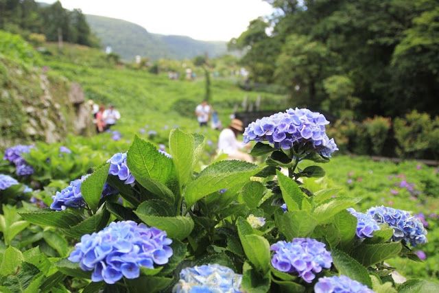2017 繡球花季-19