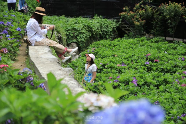 2017 繡球花季-16