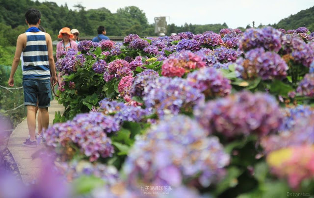 2017 繡球花季-43
