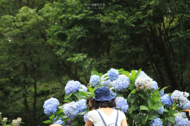 2017 繡球花季-36