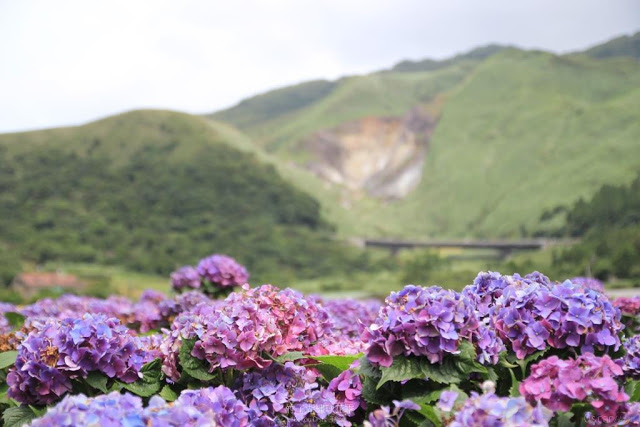 2017 繡球花季-27
