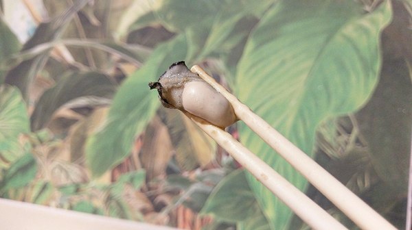 食藝石頭火鍋：食藝石頭火鍋-科博館附近超平價石頭火鍋  湯頭夠鮮夠美味  食材自取超方便   躲在巷弄內的好味道  趁最近天冷冷趕快衝