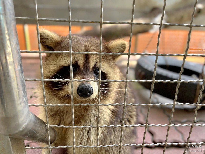 宜蘭礁溪親子餐廳推薦！水鹿咖啡親子館餵水鹿 玩溜滑梯，宜蘭親子旅遊。