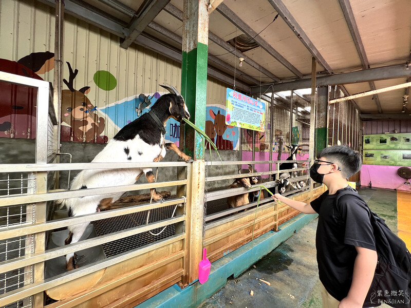 宜蘭礁溪親子餐廳推薦！水鹿咖啡親子館餵水鹿 玩溜滑梯，宜蘭親子旅遊。